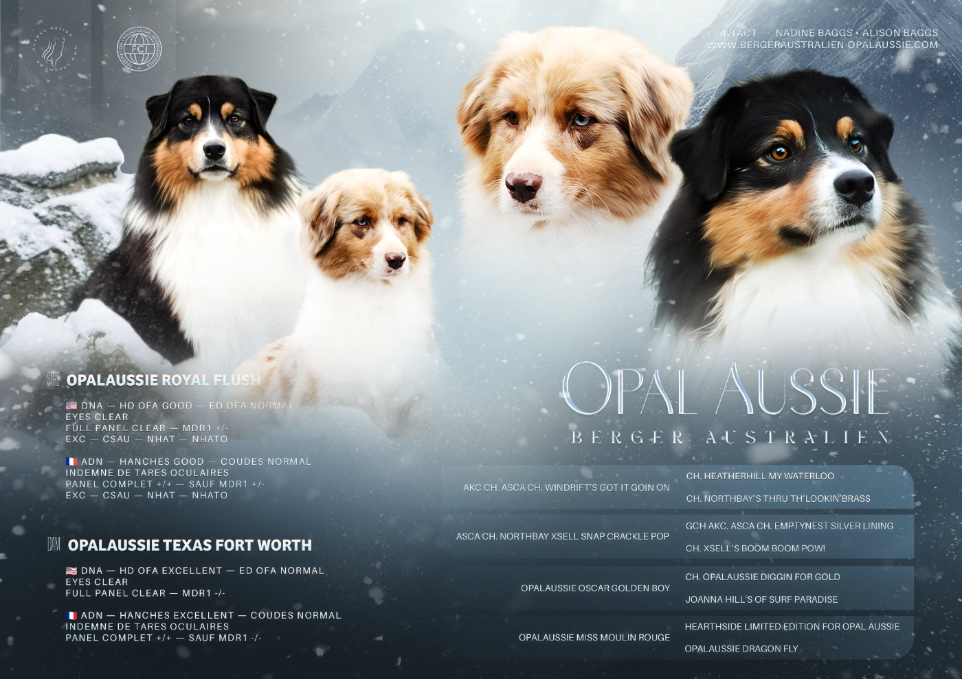 Chiot Berger Australien Opal Aussie