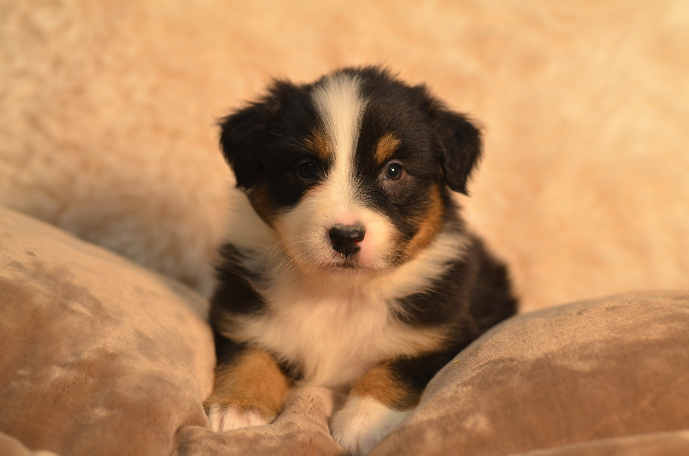 Opal Aussie - Chiots disponibles - Berger Australien