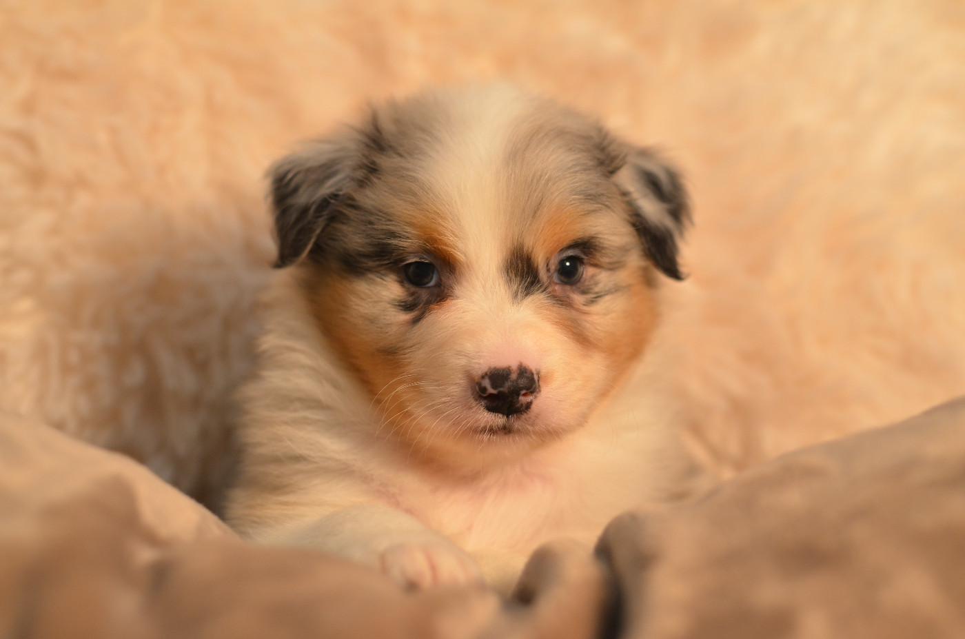 Opal Aussie - Chiots disponibles - Berger Australien