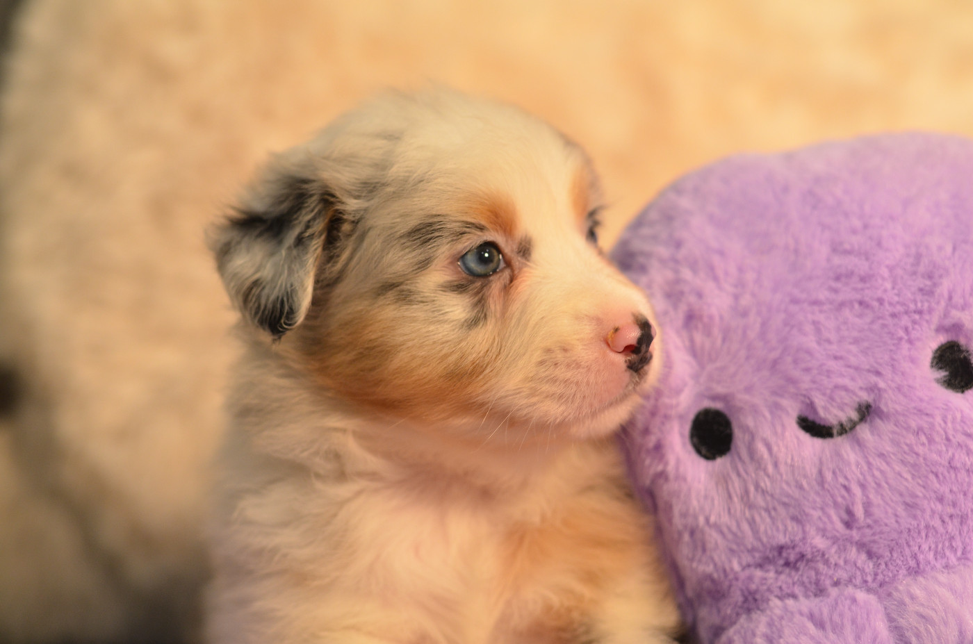 Opal Aussie - Chiots disponibles - Berger Australien