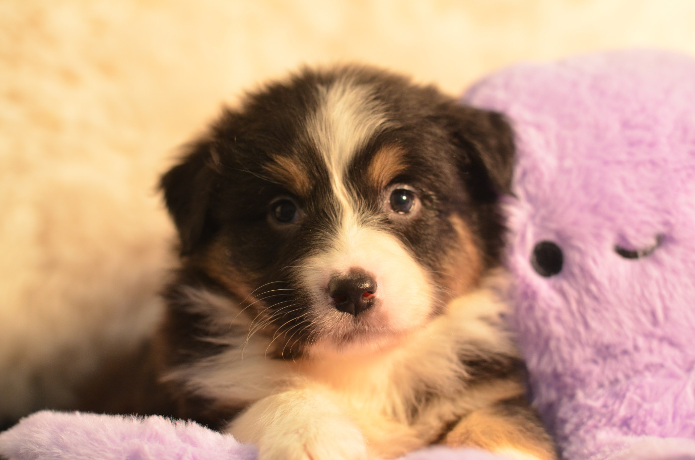 Opal Aussie - Chiots disponibles - Berger Australien