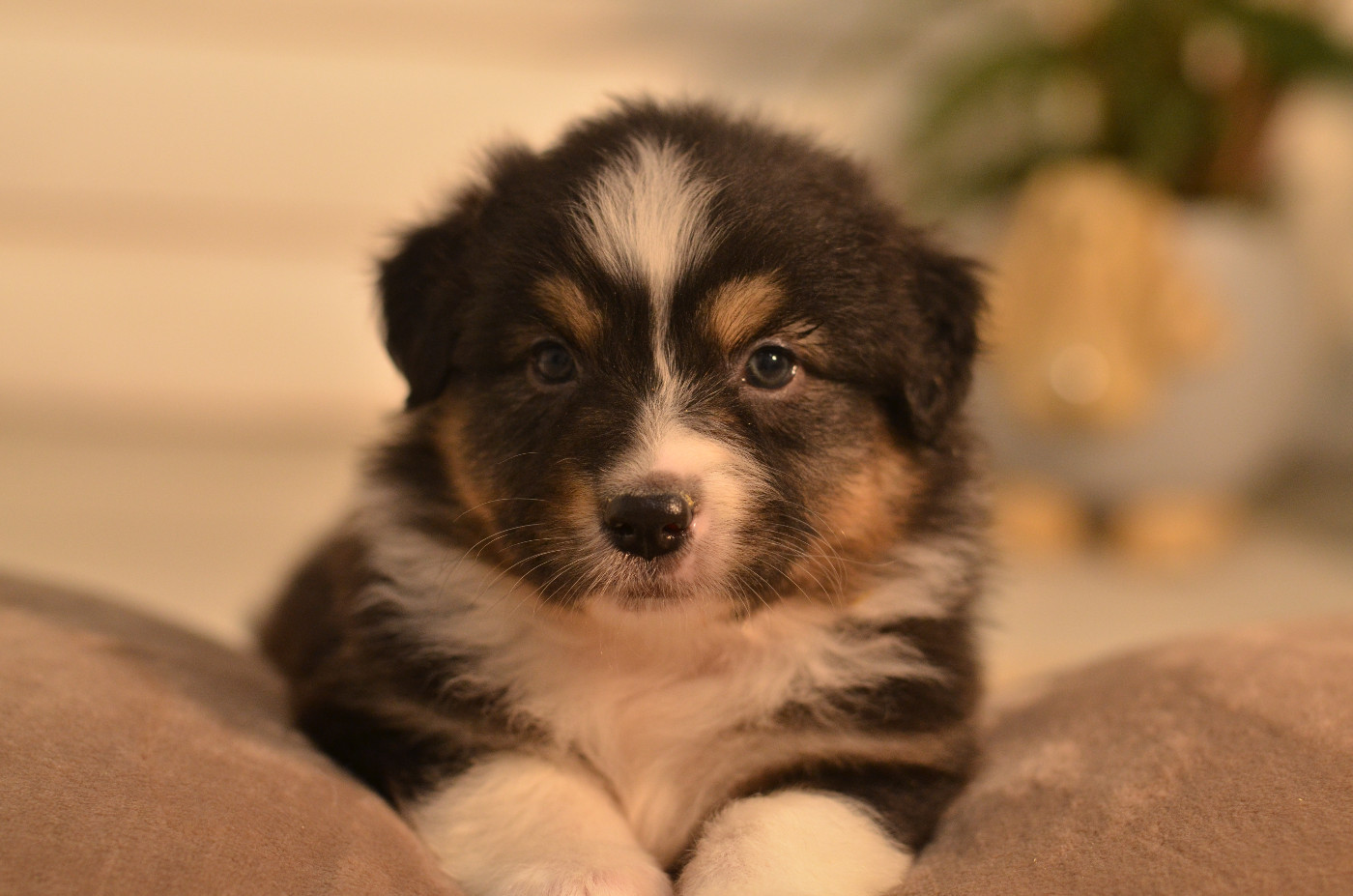 Opal Aussie - Chiots disponibles - Berger Australien