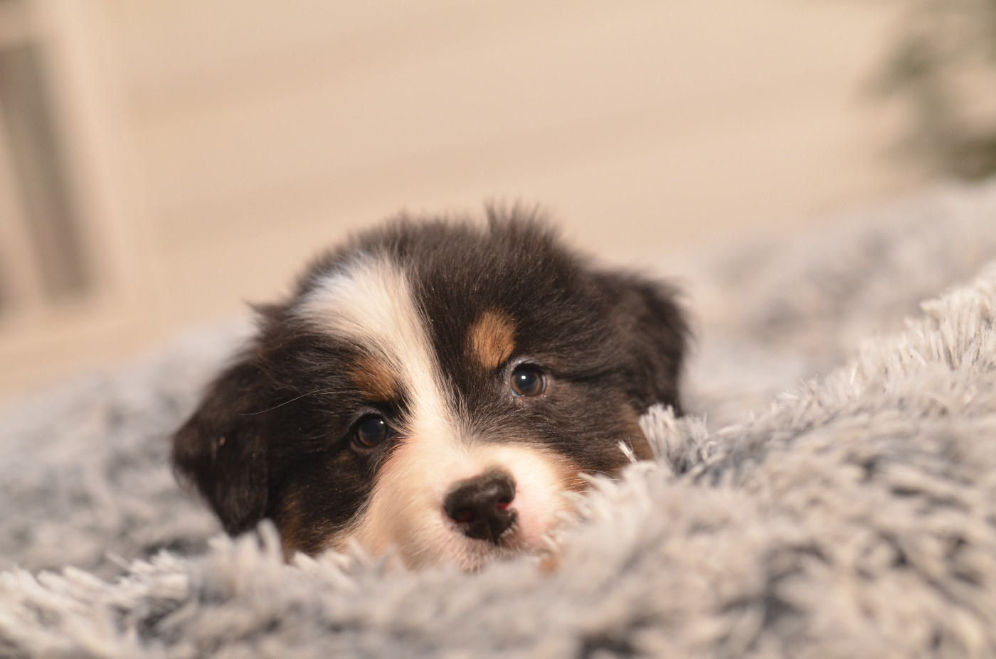 Opal Aussie - Chiots disponibles - Berger Australien