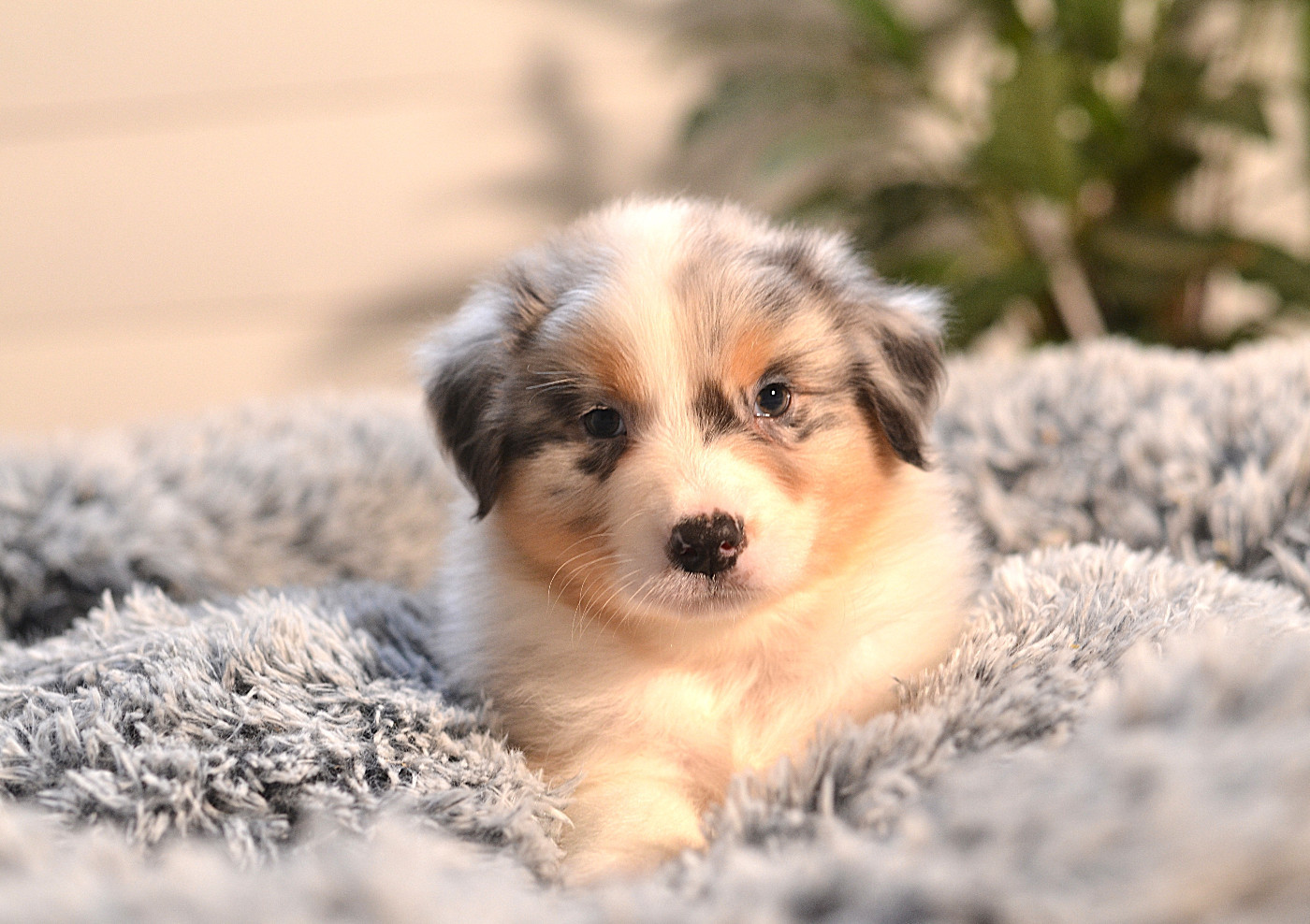 Opal Aussie - Chiots disponibles - Berger Australien