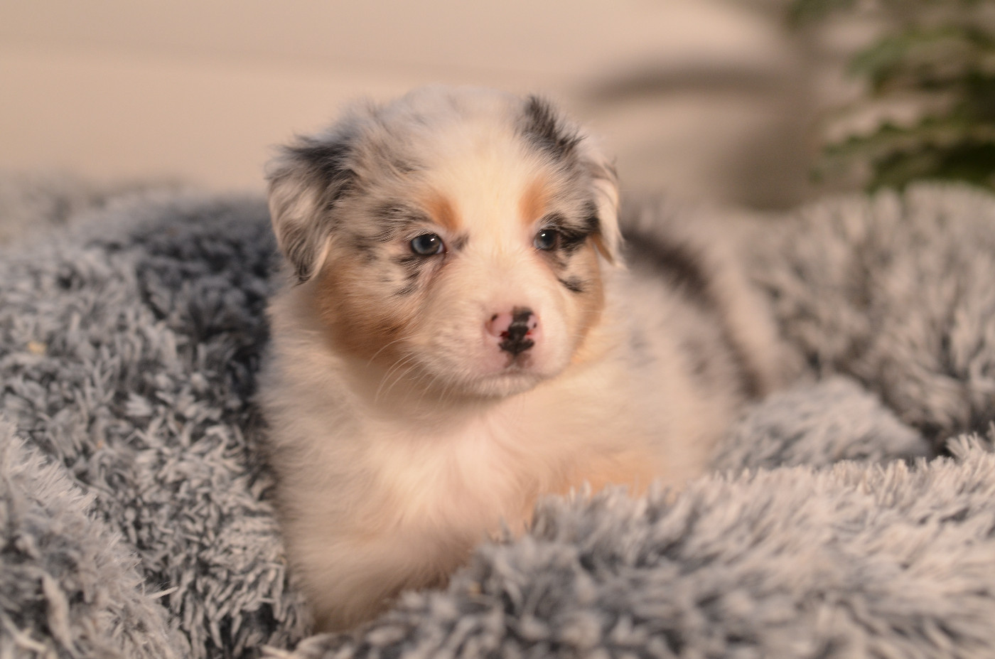 Opal Aussie - Chiots disponibles - Berger Australien