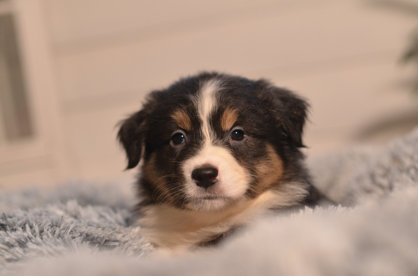 Opal Aussie - Chiots disponibles - Berger Australien