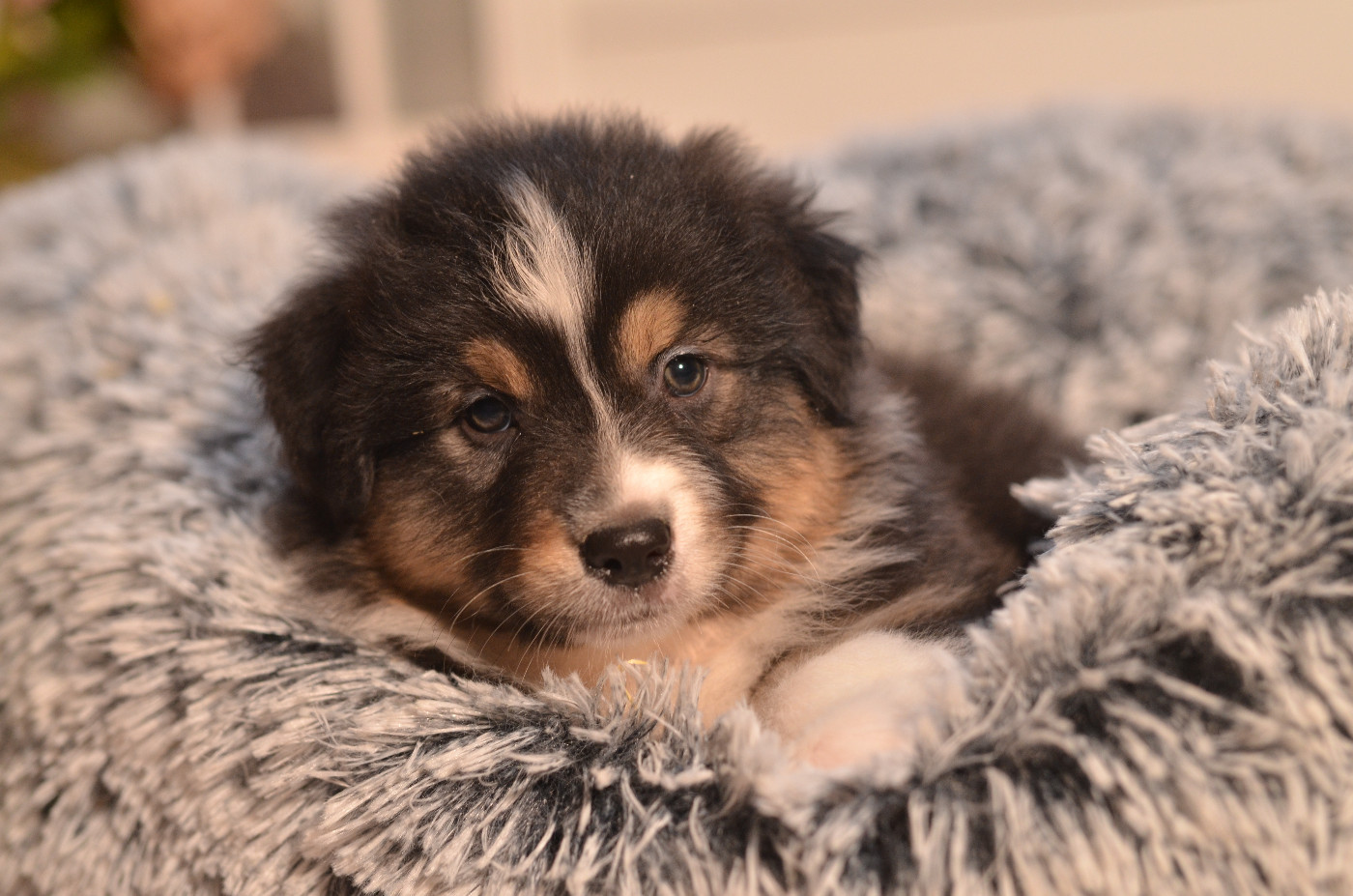 Opal Aussie - Chiots disponibles - Berger Australien