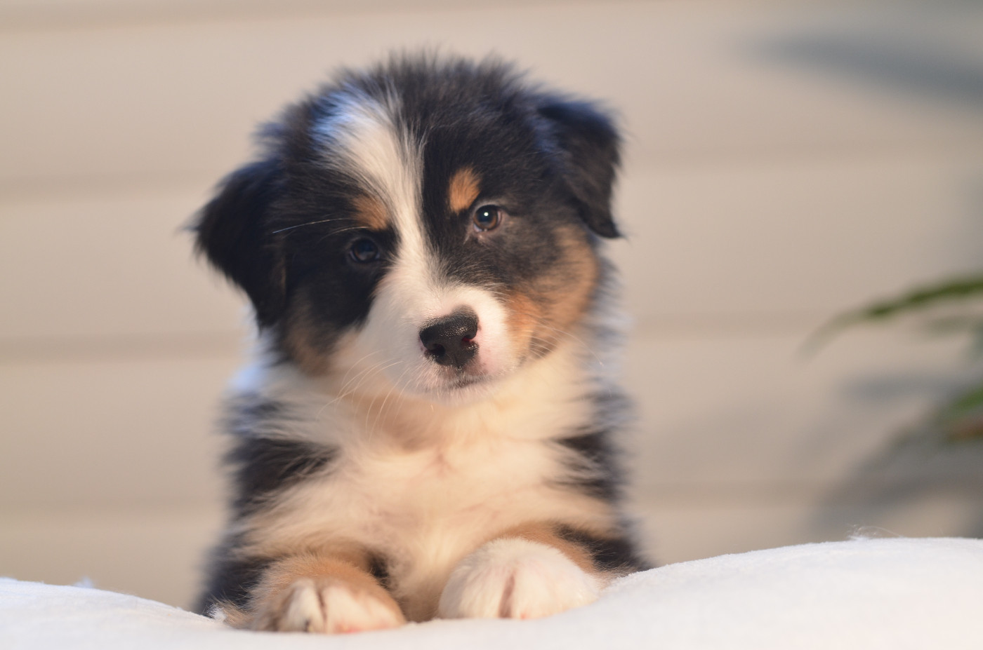 Opal Aussie - Chiots disponibles - Berger Australien