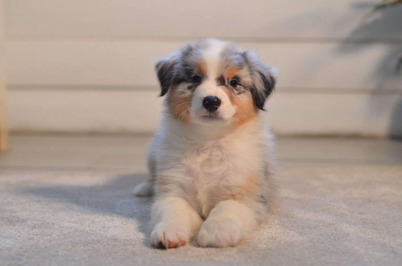 Opal Aussie - Chiots disponibles - Berger Australien