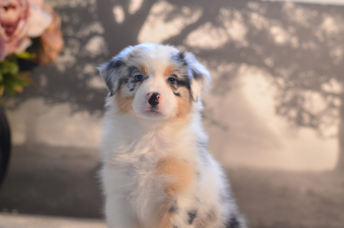 Opal Aussie - Chiots disponibles - Berger Australien