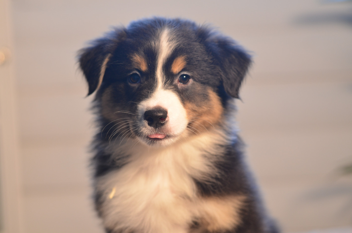 Opal Aussie - Chiots disponibles - Berger Australien