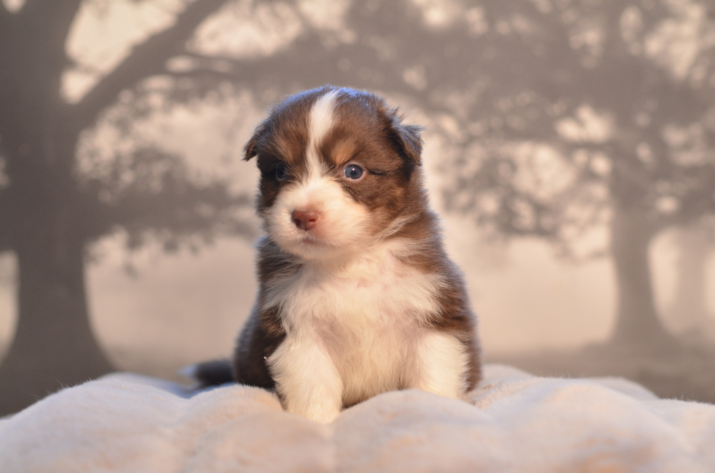 Opal Aussie - Chiots disponibles - Berger Australien