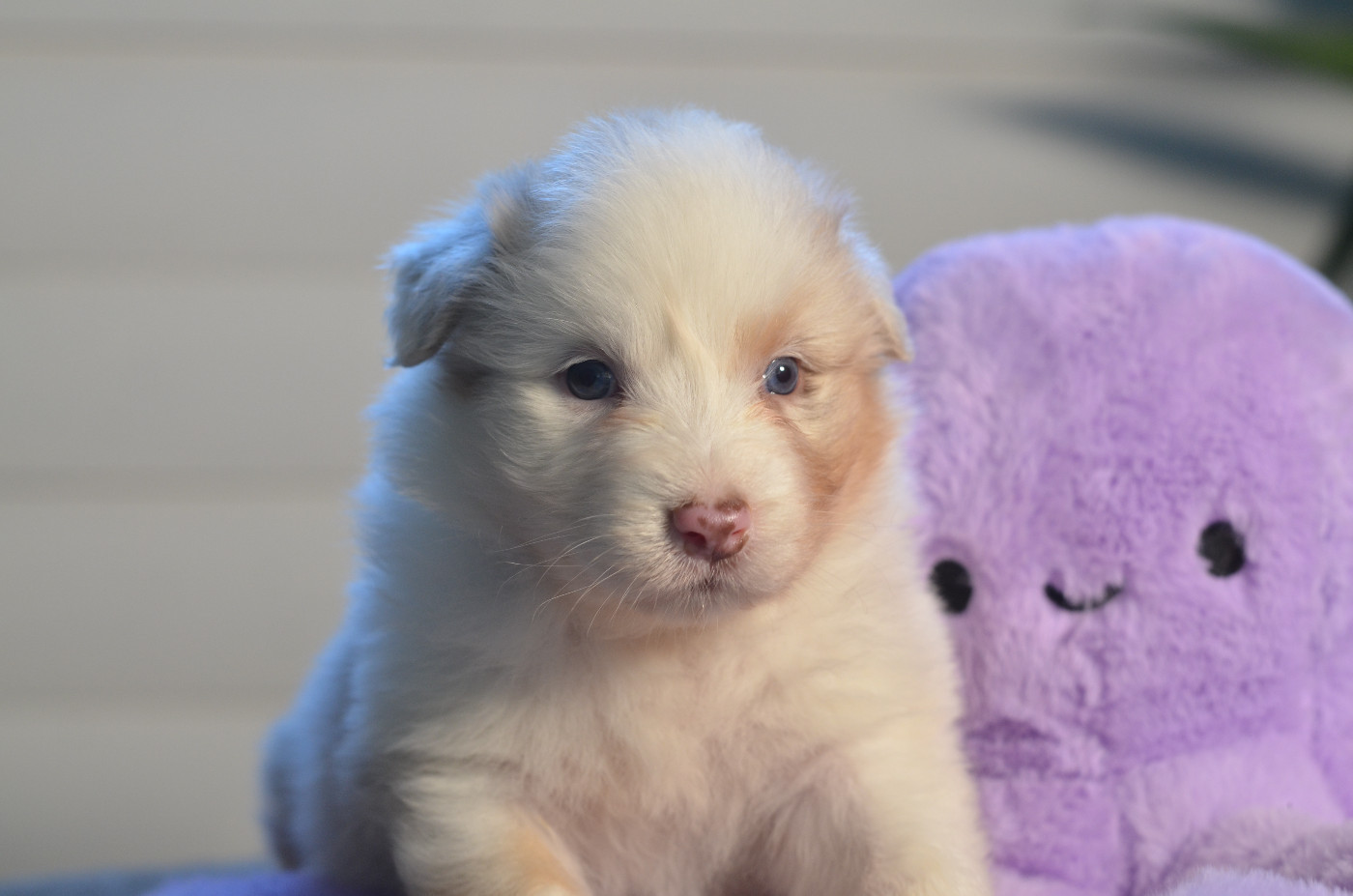Opal Aussie - Chiots disponibles - Berger Australien