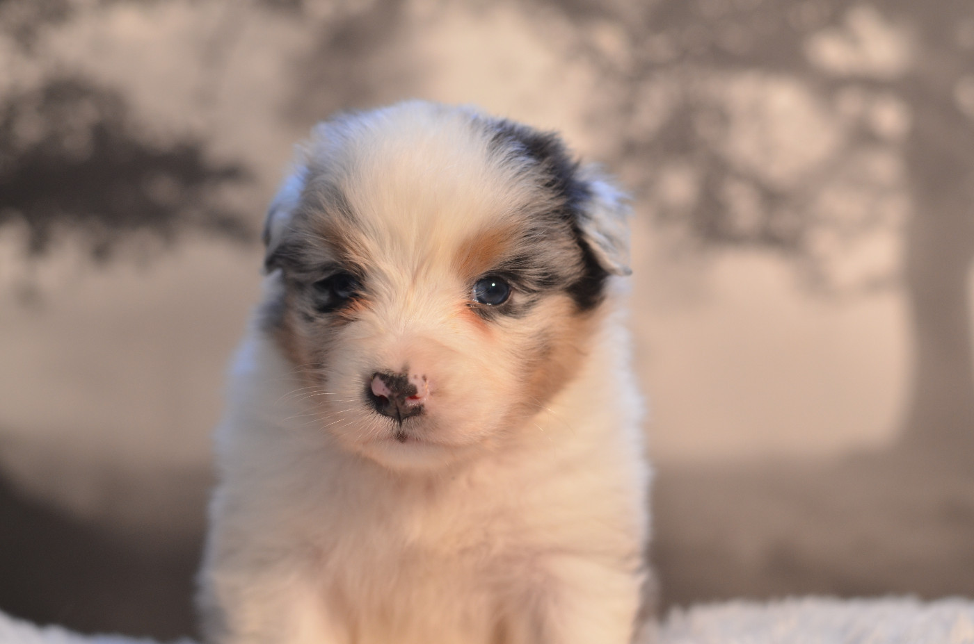 Opal Aussie - Chiots disponibles - Berger Australien
