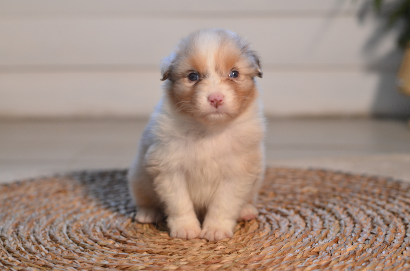 Opal Aussie - Chiots disponibles - Berger Australien