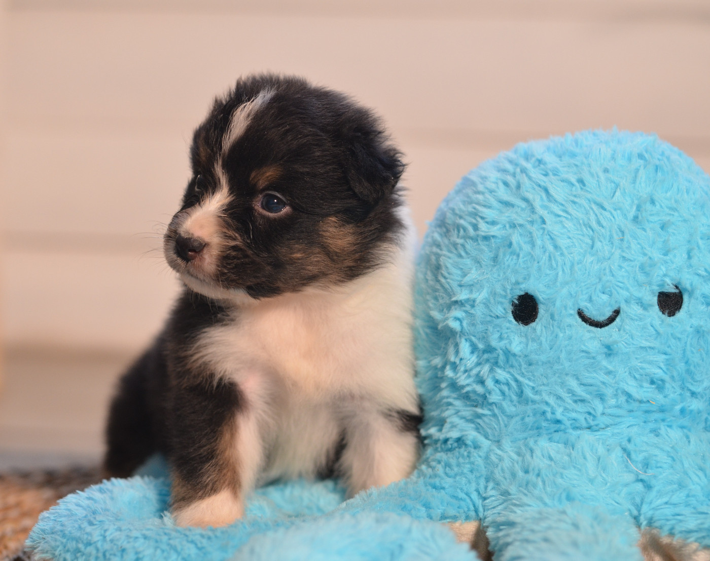 Opal Aussie - Chiots disponibles - Berger Australien