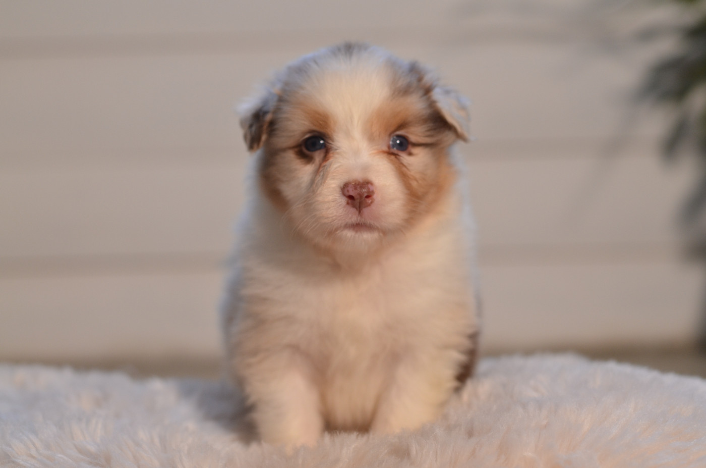 Opal Aussie - Chiots disponibles - Berger Australien