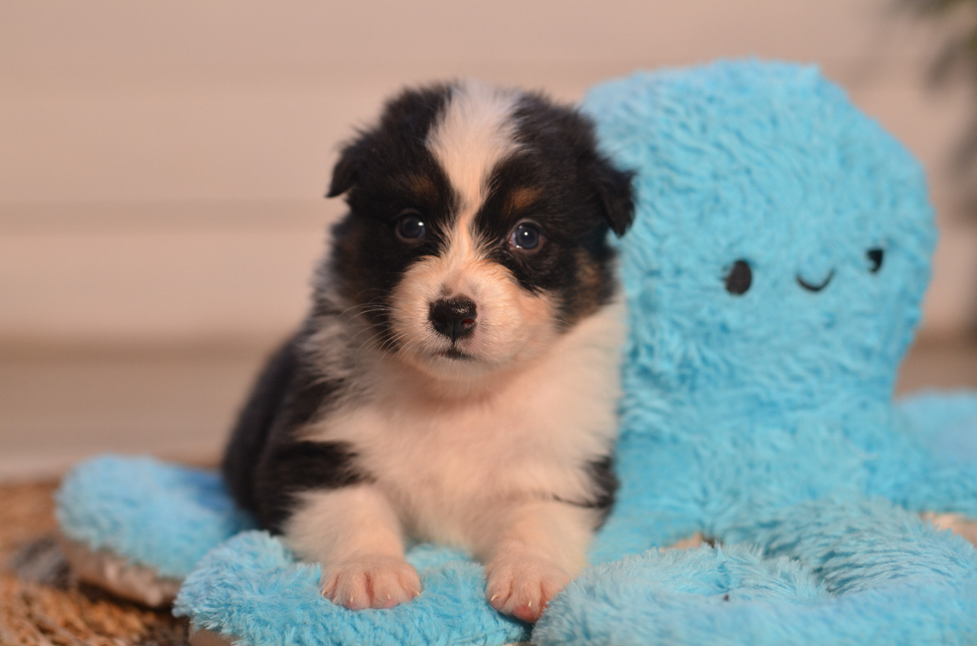 Opal Aussie - Chiots disponibles - Berger Australien