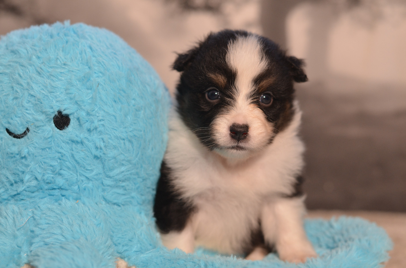 Opal Aussie - Chiots disponibles - Berger Australien