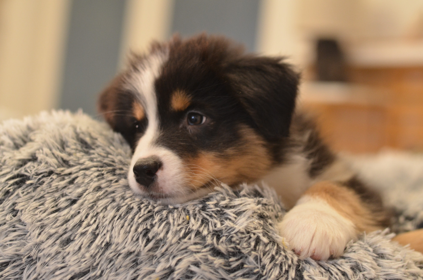 Opal Aussie - Chiots disponibles - Berger Australien