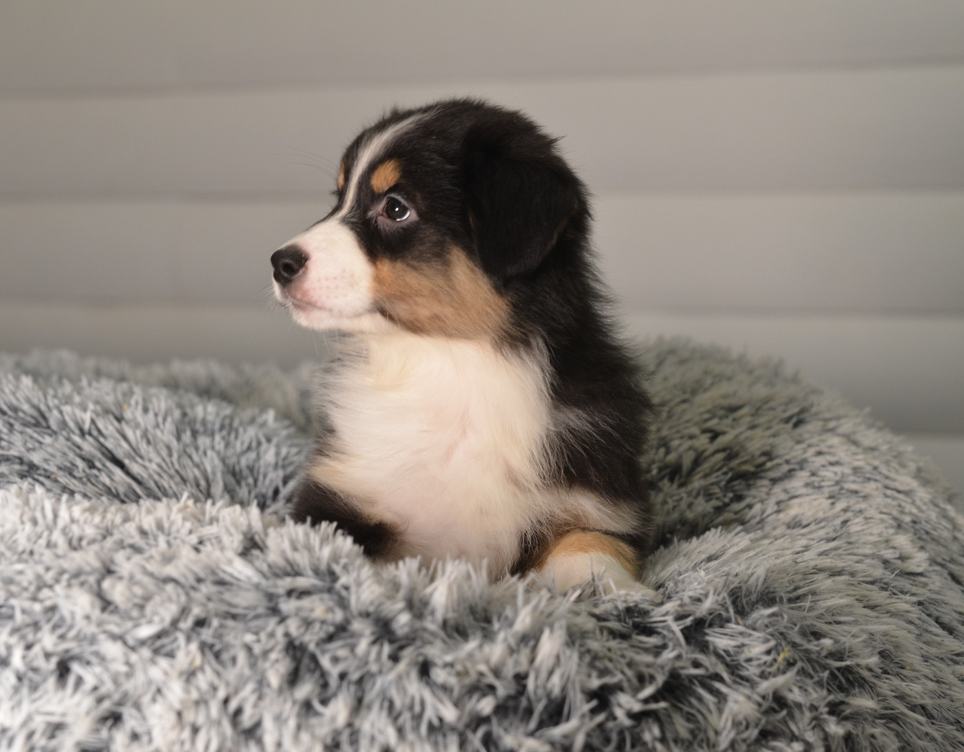 Opal Aussie - Chiots disponibles - Berger Australien