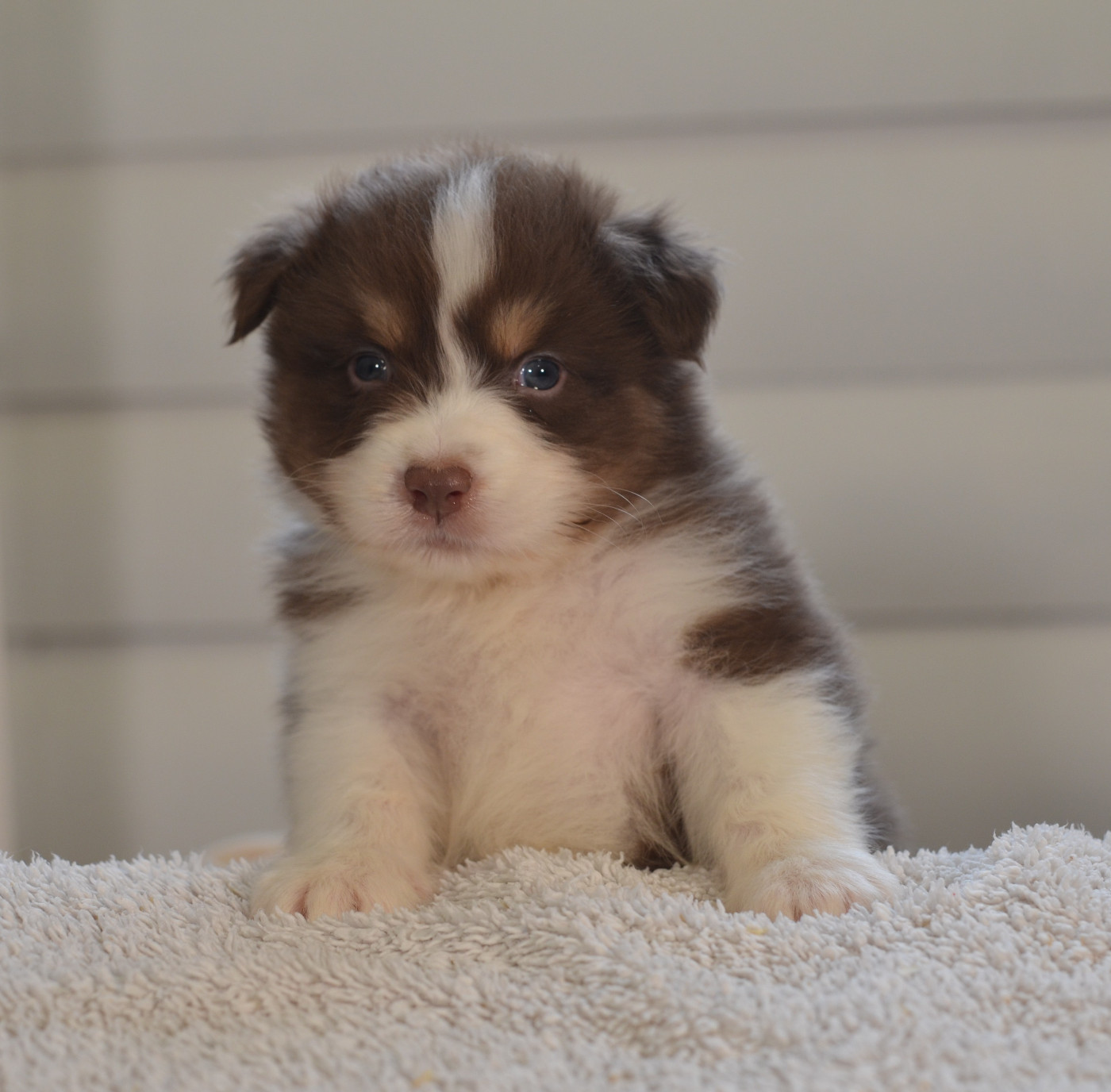 Opal Aussie - Chiots disponibles - Berger Australien