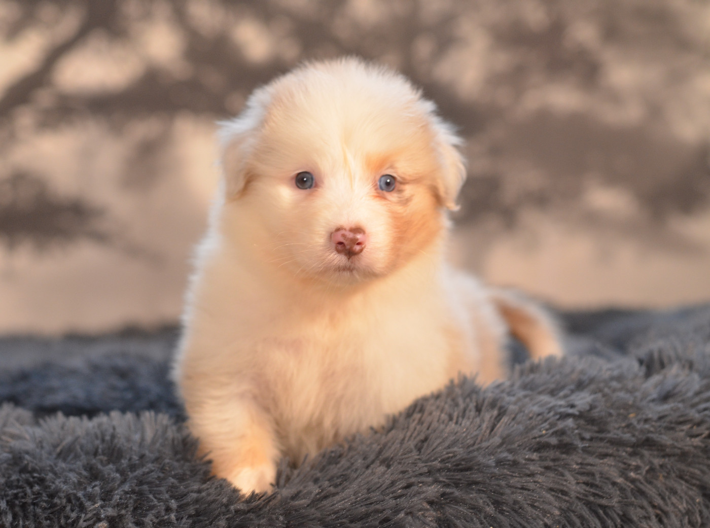 Opal Aussie - Chiots disponibles - Berger Australien