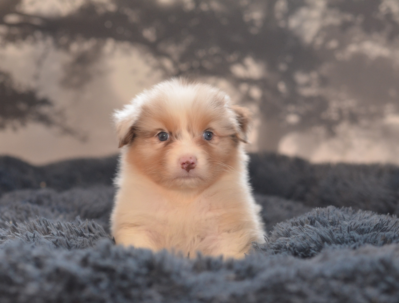 Opal Aussie - Chiots disponibles - Berger Australien