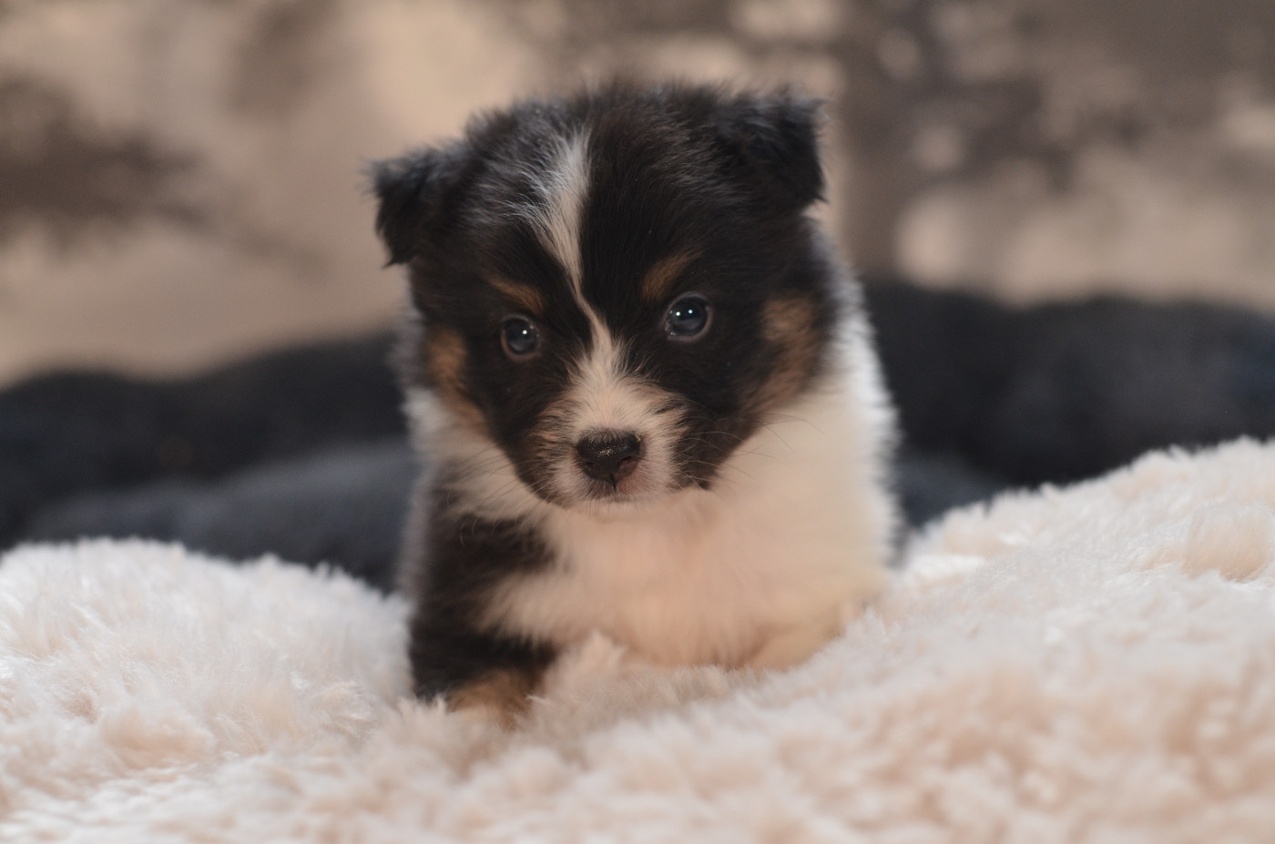 Opal Aussie - Chiots disponibles - Berger Australien