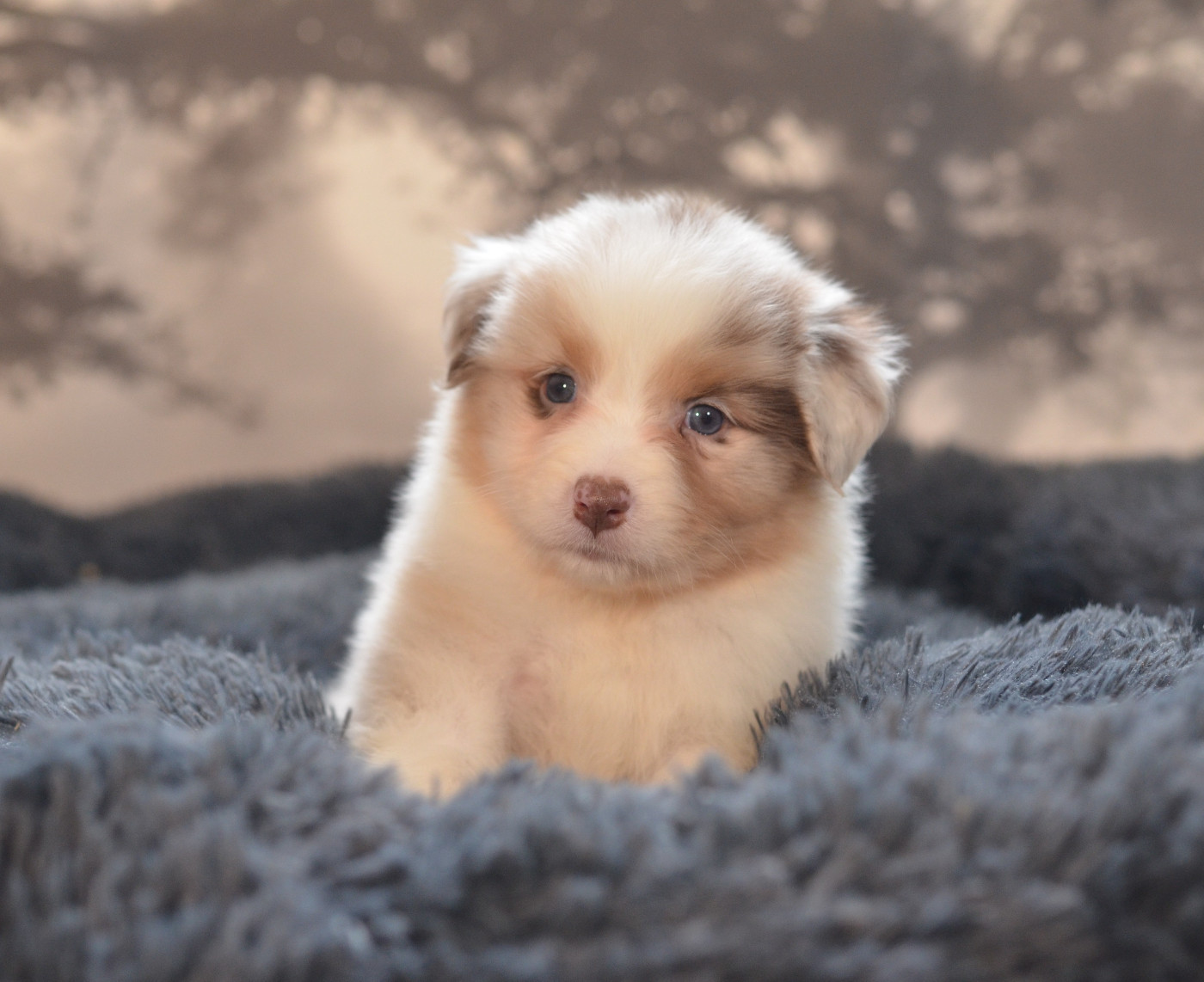 Opal Aussie - Chiots disponibles - Berger Australien