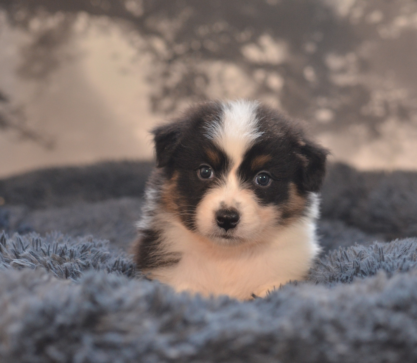 Opal Aussie - Chiots disponibles - Berger Australien