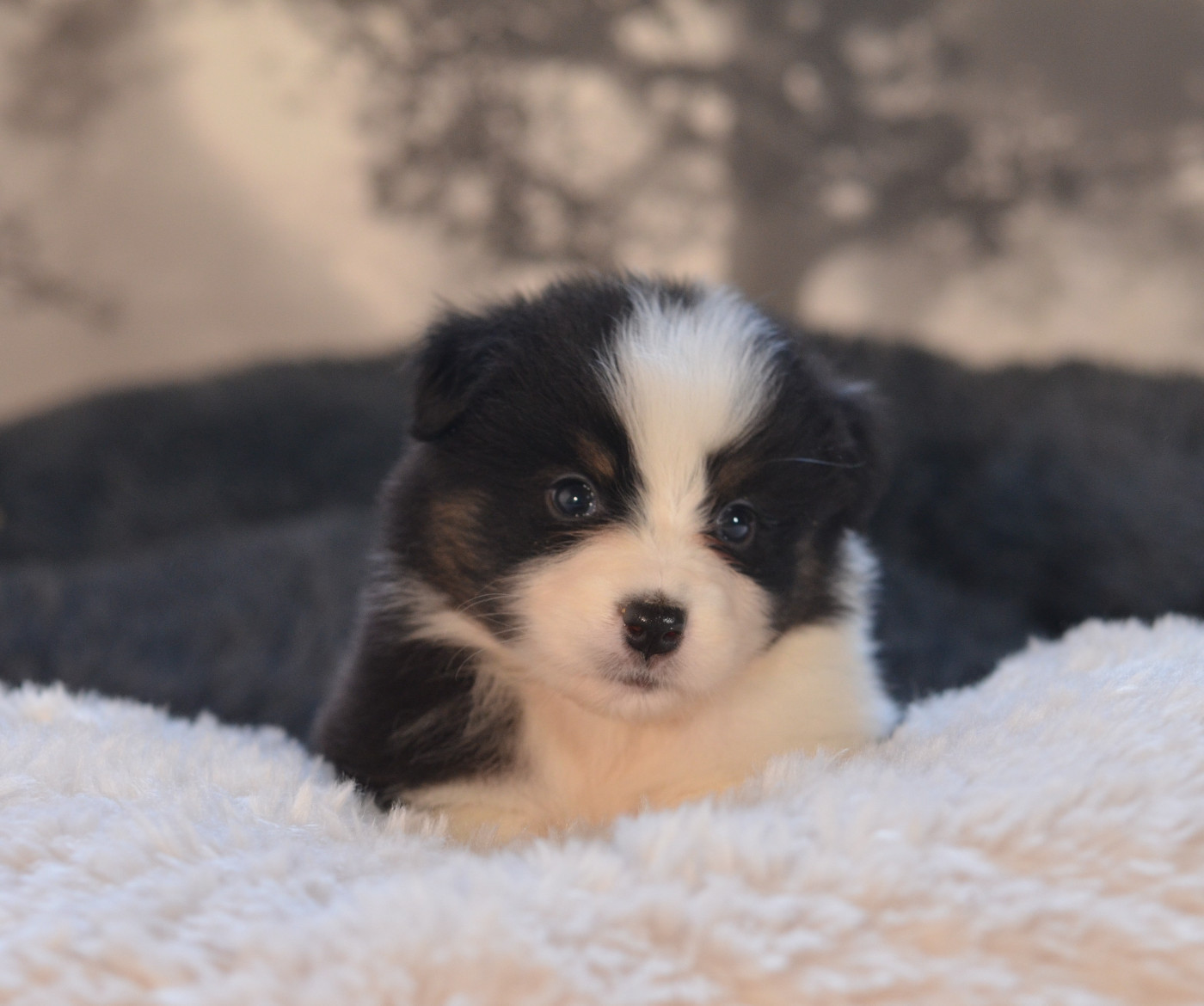 Opal Aussie - Chiots disponibles - Berger Australien