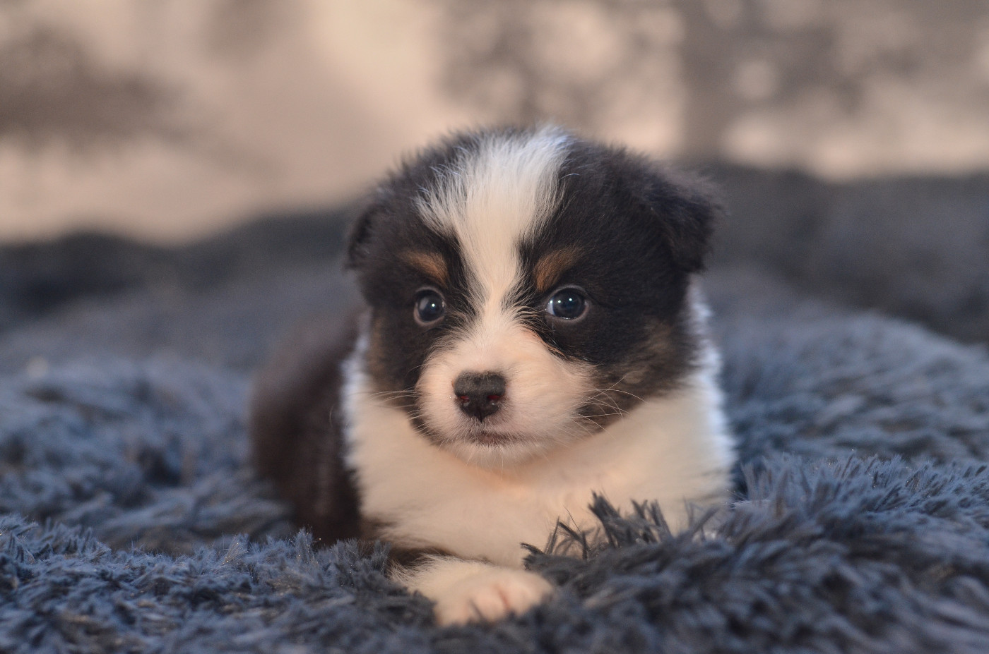 Opal Aussie - Chiots disponibles - Berger Australien