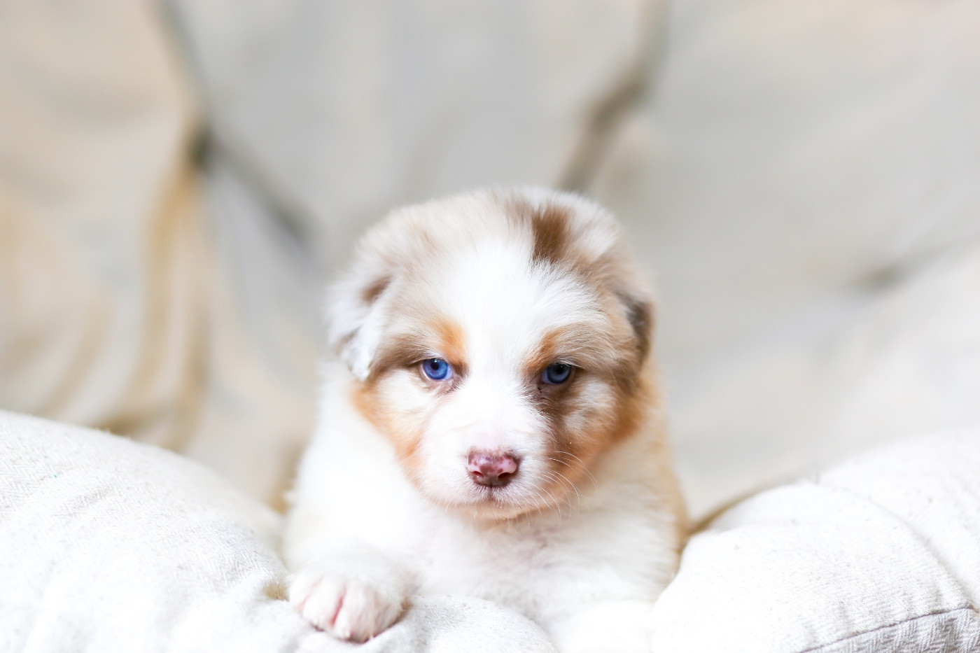 Opal Aussie - Chiots disponibles - Berger Australien