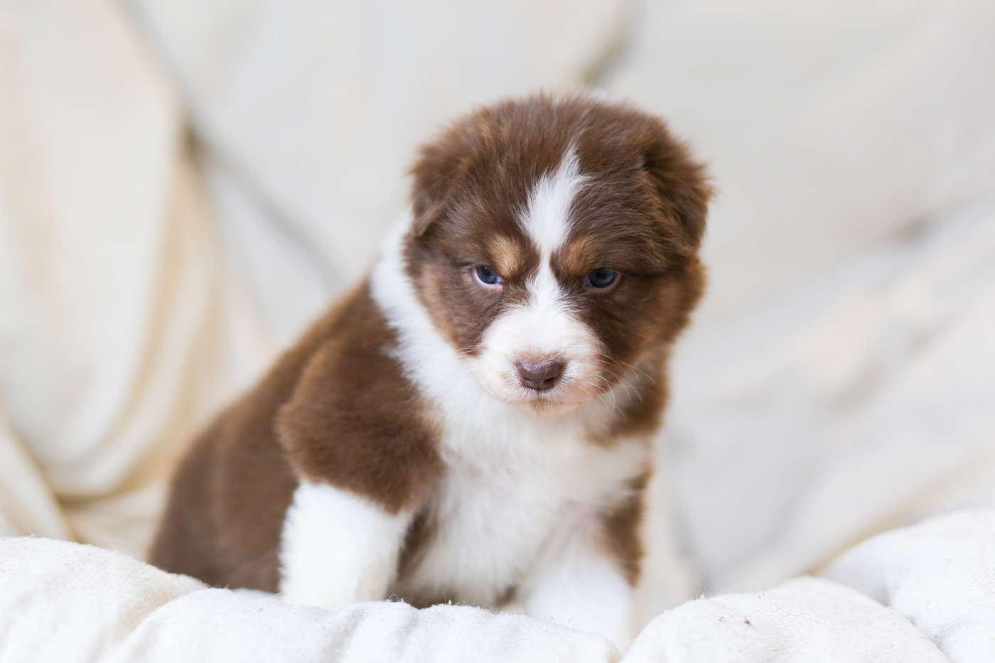 Opal Aussie - Chiots disponibles - Berger Australien