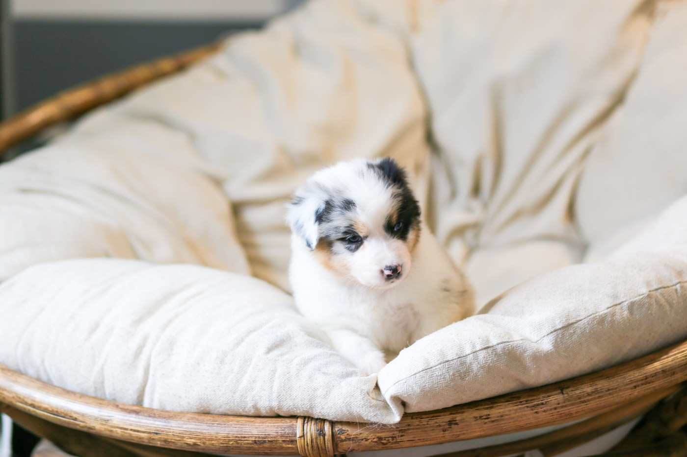 Opal Aussie - Chiots disponibles - Berger Australien