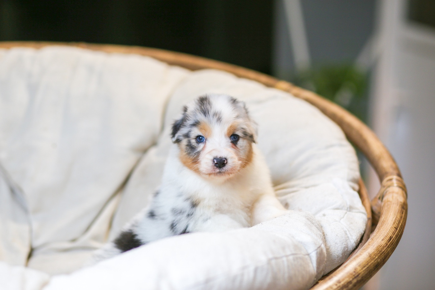 Opal Aussie - Chiots disponibles - Berger Australien