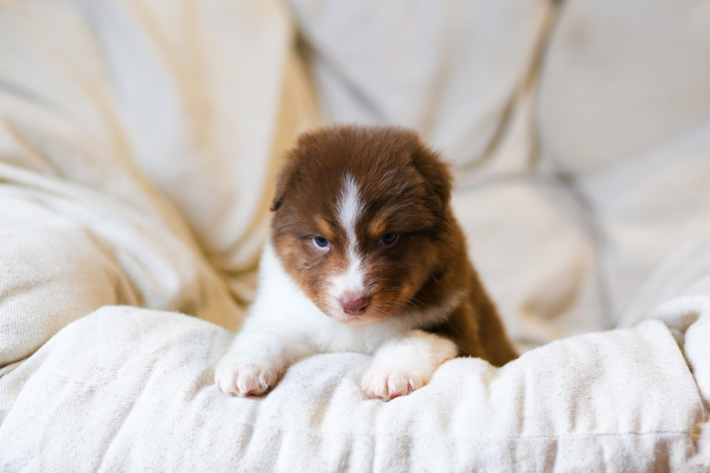 Opal Aussie - Chiots disponibles - Berger Australien