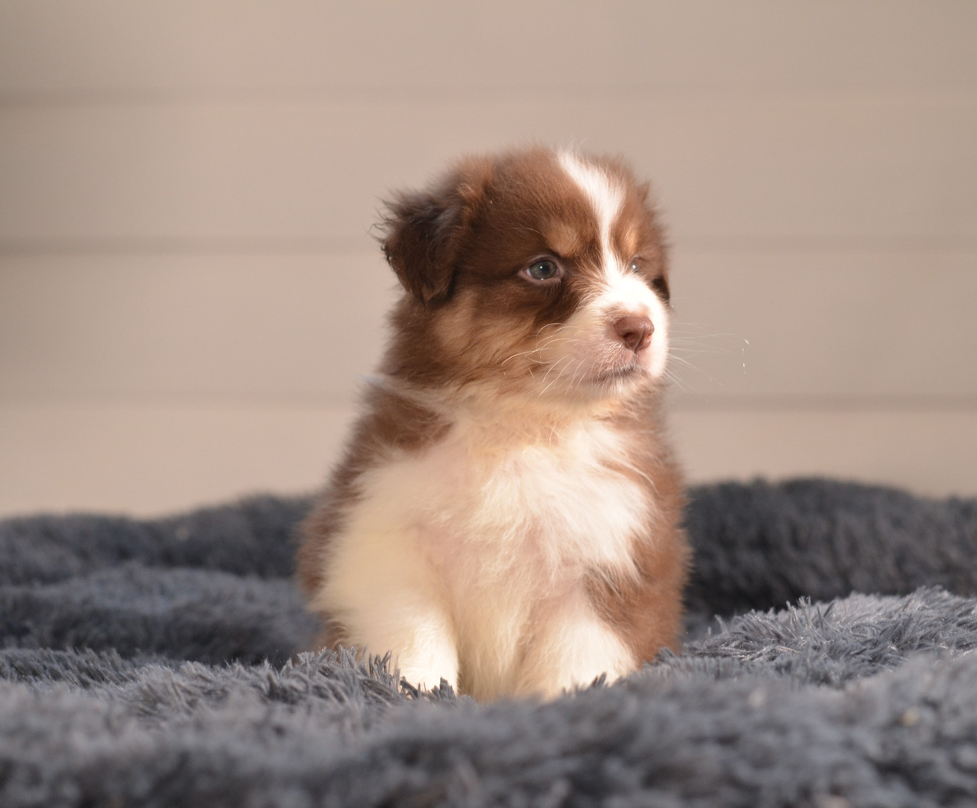 Opal Aussie - Chiots disponibles - Berger Australien
