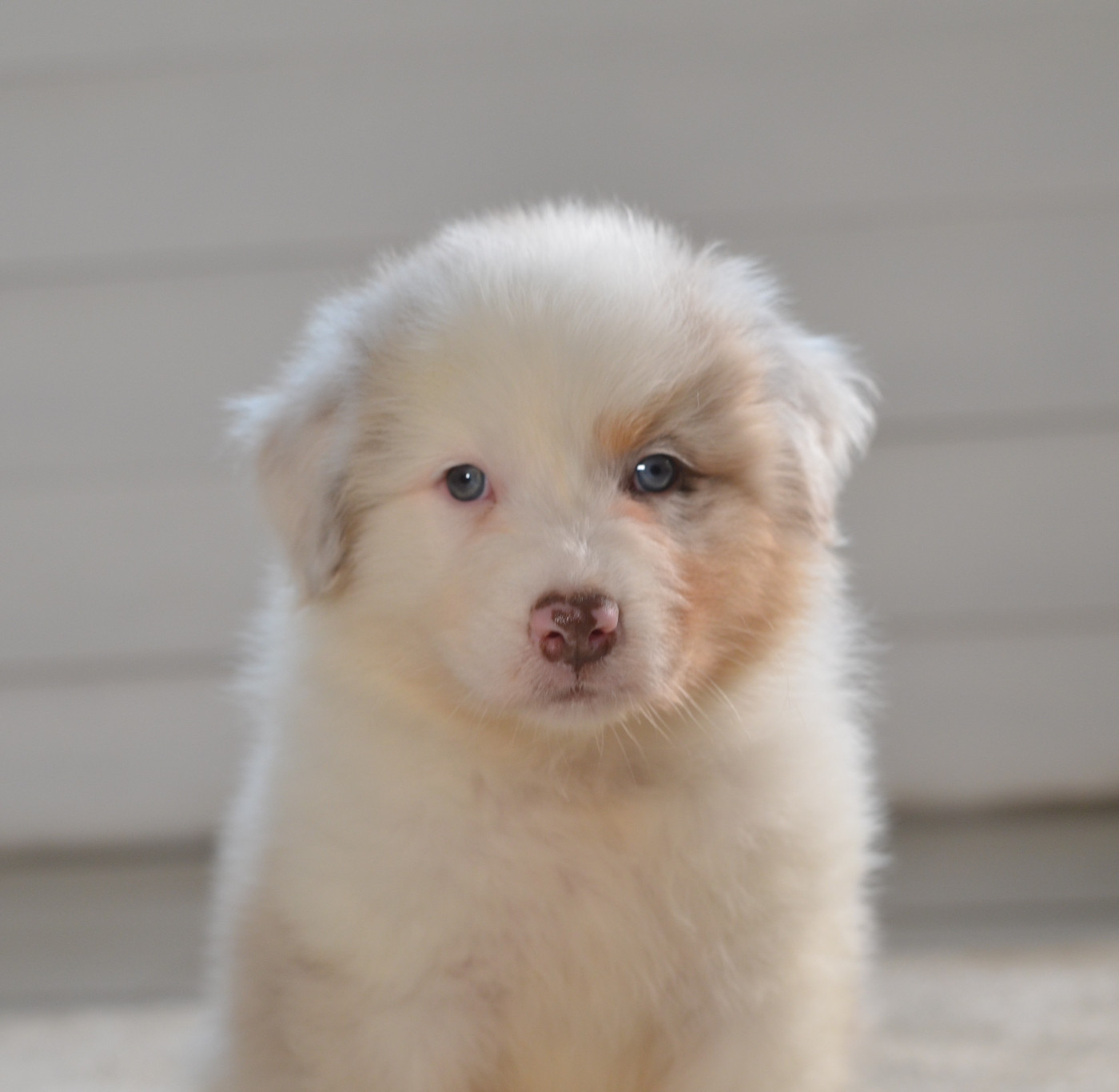 Opal Aussie - Chiots disponibles - Berger Australien