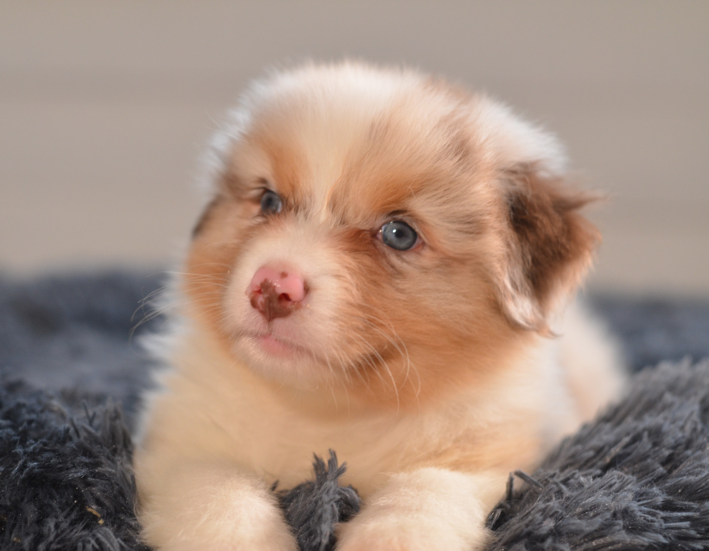 Opal Aussie - Chiots disponibles - Berger Australien