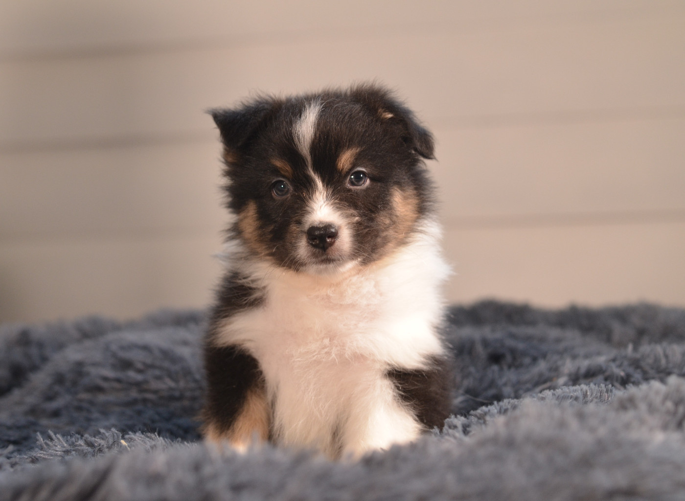 Opal Aussie - Chiots disponibles - Berger Australien