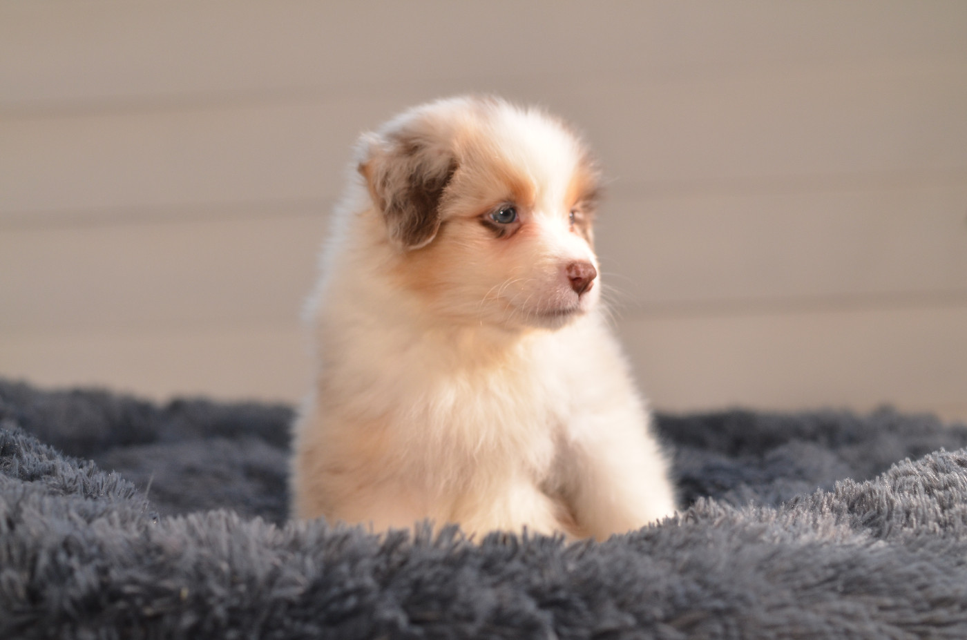 Opal Aussie - Chiots disponibles - Berger Australien