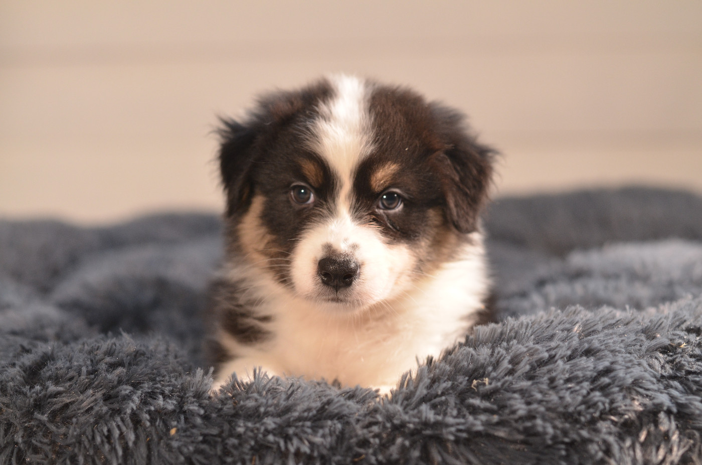Opal Aussie - Chiots disponibles - Berger Australien