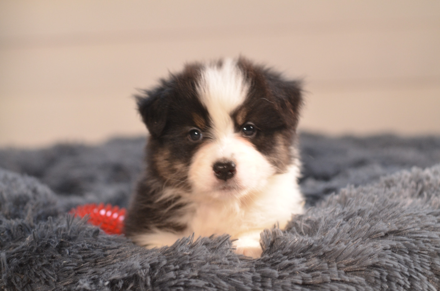 Opal Aussie - Chiots disponibles - Berger Australien