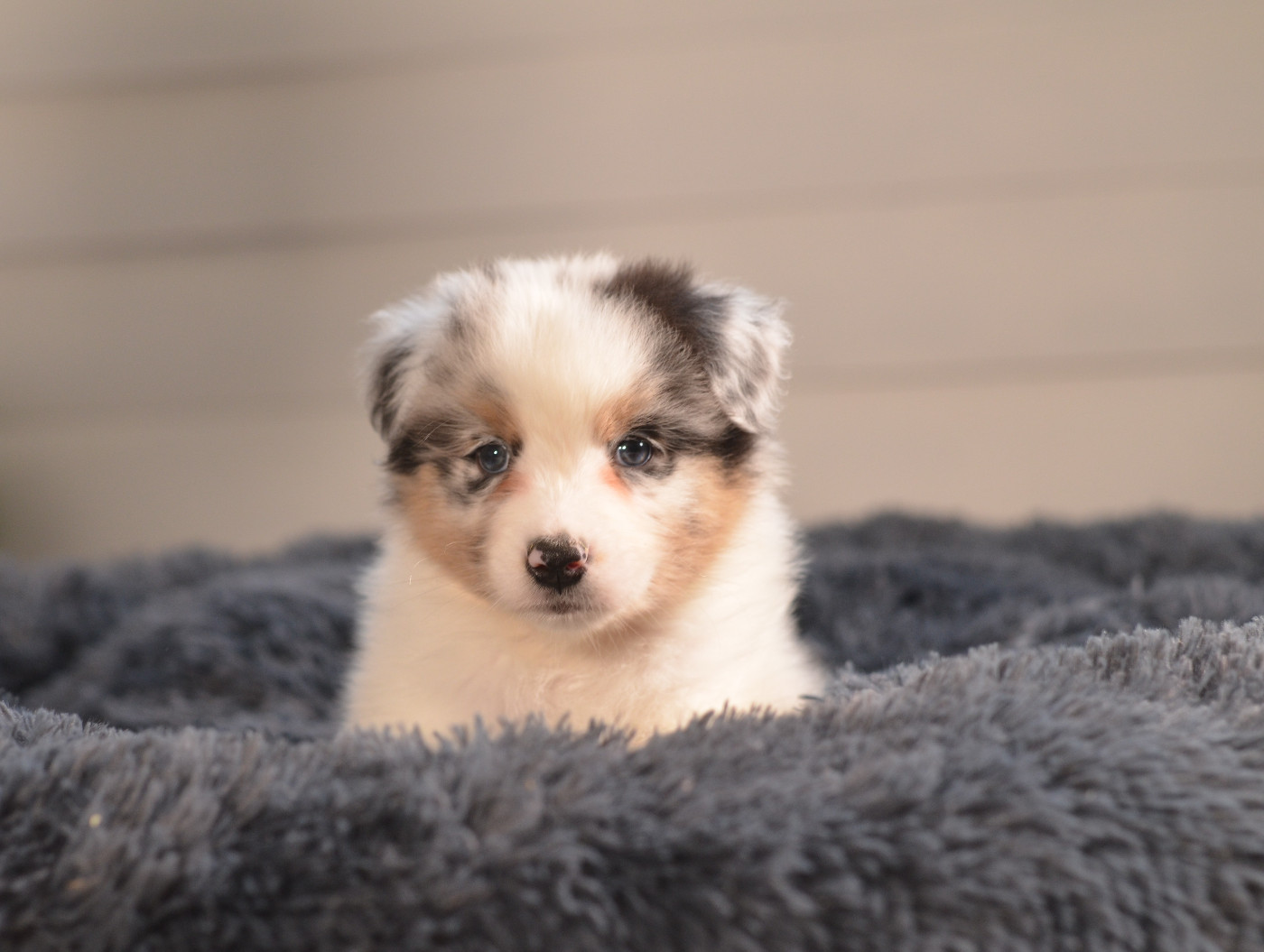 Opal Aussie - Berger Australien - Portée née le 01/01/2026