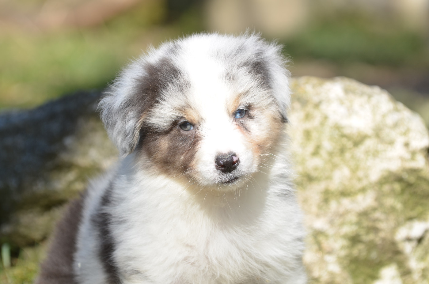 Opal Aussie - Chiots disponibles - Berger Australien
