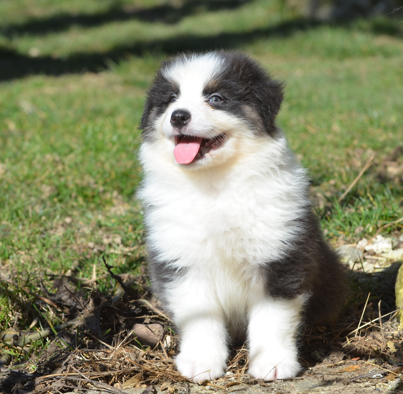 Opal Aussie - Chiots disponibles - Berger Australien