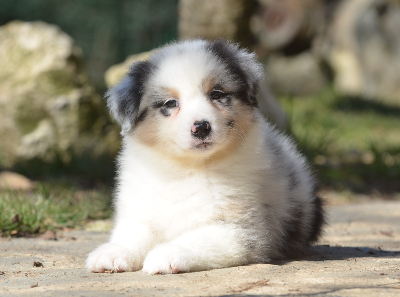 Opal Aussie - Chiots disponibles - Berger Australien