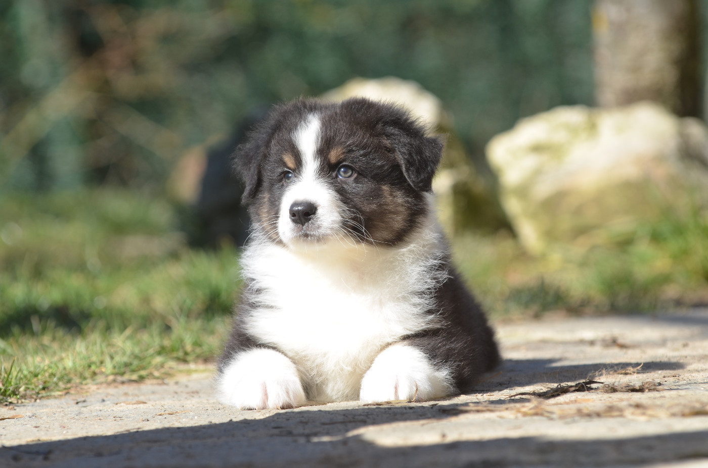 Opal Aussie - Chiots disponibles - Berger Australien